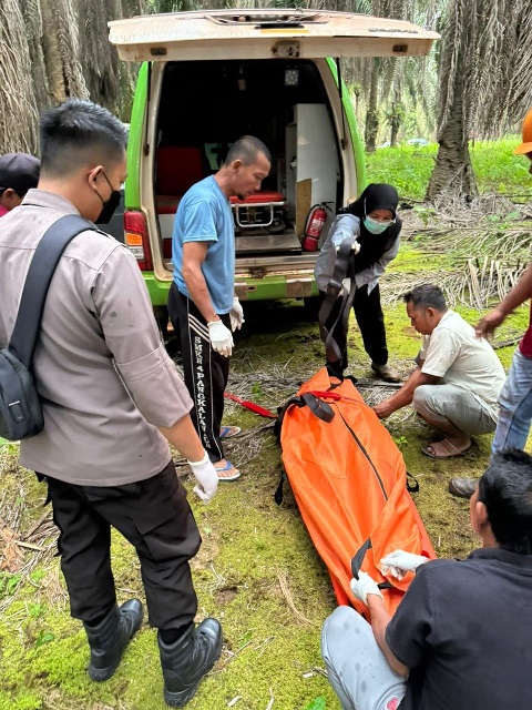 Petugas kepolisian melakukan evakuasi terhadap mayat yang ditemukan di kebun sawit pada Senin (18/12). Korban diketahui merupakan warga Manis Maya yang diduga merupakan korban pembunuhan