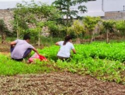 Inspirasi Pasutri Jawa – Dayak yang Sukses Tanam Sayur Mayur