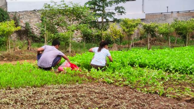 Patut menjadi inspirasi terkini, pasutri berdarah Jawa - Dayak, Suyud (35) dan Sutiah (33) telah sukses menanam sayur mayur.