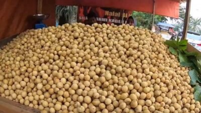 Langsat punggur menjadi salah satu produk unggulan Kubu Raya yang diusulkan dalam indikasi geografis dari Dirjen Kekayaan Intelektual KemenkumHAM RI.