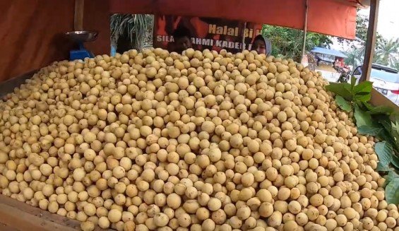 Langsat punggur menjadi salah satu produk unggulan Kubu Raya yang diusulkan dalam indikasi geografis dari Dirjen Kekayaan Intelektual KemenkumHAM RI.