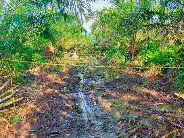 Setelah lima hari dikabarkan hilang, akhirnya mayat Udin Brata Jamhor (58) mengalami mufikasi ditemukan di areal perkebunan kelapa sawit milik PT Mitra Aneka Rejeki (MAR) di Dusun Tanah Kuning Desa Ambawang Kecamatan Kubu pada Minggu (4/2). Foto: ist/tmB