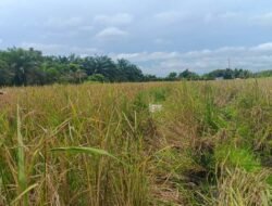 Produksi Beras Lokal Kubu Raya Merosot
