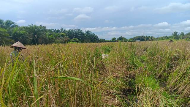 Produksi beras lokal Kubu Raya Merosot. Akibatnya, berdampak mahalnya harga beras lokal di kalangan petani. Dinas Ketahanan Pangan dan Pertanian Kubu Raya menginventrasir kegagalan tersebut pada produksi padi mengalami penurunan.