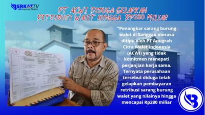 Penangkar sarang burung walet di Sanggau merasa ditipu oleh PT Anugrah Citra Walet Indonesia (ACWI) yang tidak komitmen menepati perjanjian kerja sama. Ternyata perusahaan tersebut diduga telah gelapkan pembayaran retribusi sarang burung walet yang nilainya hingga mencapai Rp280 miliar.