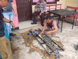 Warga Berhasil Tangkap Buaya Muara Berkeliaran di Parit