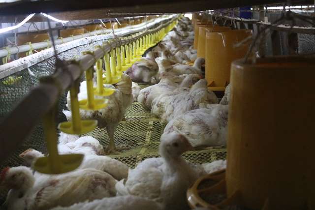 Lapas Kelas IIA Pontianak melakukan panen 5.350 ayam broiler (pedaging) tepat di hari ketiga Idulfitri. Foto: ist/tmb