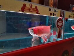 Arowana Contes Ajang Promosikan Ikan Khas Kalbar