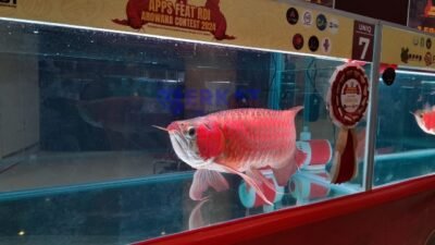 Ikan Arwana Super Red khas Kalimantan Barat yang ditampilkan di APPS Feat RDI Arowana Contest 2024, Sabtu (25/5).