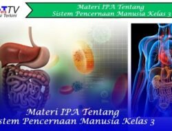 Materi IPA Tentang Sistem Pencernaan Manusia Kelas 3