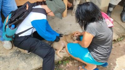 Petugas sedang melakukan vaksinasi rabies terhadap hewan penular rabies di Sanggau yang populasinya semakin hari kian tinggi