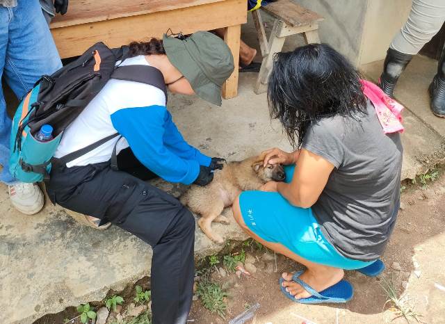 Petugas sedang melakukan vaksinasi rabies terhadap hewan penular rabies di Sanggau yang populasinya semakin hari kian tinggi