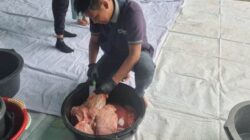 Petugas Dinas Perkebunan dan Peternakan (Disbunak) Sanggau menemukan manifestasi cacing di organ hati pada sapi kurban yang disembelih saat hari Raya Iduladha waktu lalu. Foto: pek