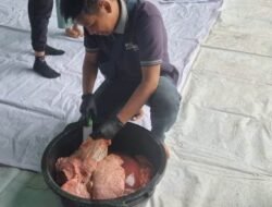 Ditemukan Manifestasi Cacing di Organ Hati Sapi Kurban