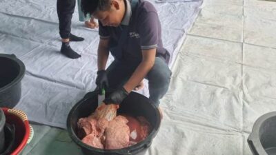 Petugas Dinas Perkebunan dan Peternakan (Disbunak) Sanggau menemukan manifestasi cacing di organ hati pada sapi kurban yang disembelih saat hari Raya Iduladha waktu lalu. Foto: pek