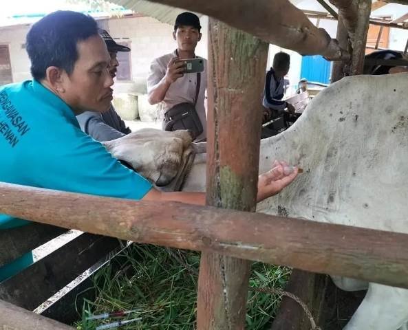 Dinas Perkebunan dan Peternakan (Disbunnak) Kubu Raya memperkirakan jumlah hewan kurban yang disembelih pada saat Hari Raya Idul Adha nanti bakal melonjak. Foto: ist/tmB/ dian