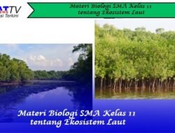Materi Biologi SMA Kelas 11 Tentang Ekosistem Laut