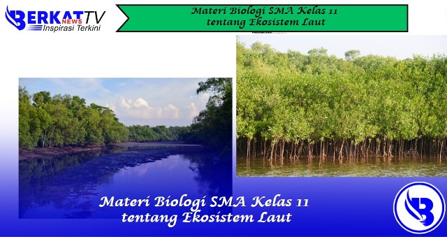 Materi Biologi SMA Kelas 11 tentang Ekosistem Laut