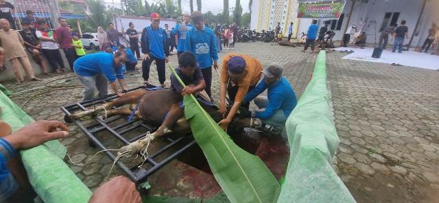 Proses penyembelihan hewan kurban di Masjid Agung Al-Mu'awwanah Sanggau, Selasa (18/6). Panitia pun memastikan daging kurban yang didistribusikan untuk masyarakat yang berhak hingga ke kampung-kampung.Foto: pek