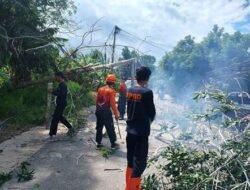Angin Kencang di Sanggau Tumbangkan Pohon Besar