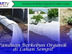 Panduan Berkebun Organik di Lahan Sempit
