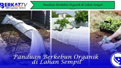 Panduan Berkebun Organik di Lahan Sempit