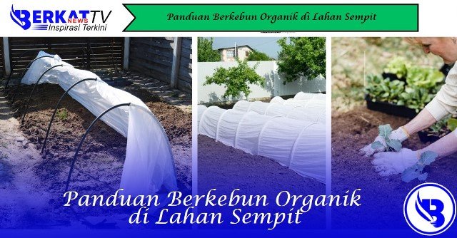 Panduan Berkebun Organik di Lahan Sempit