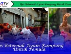 Tips Beternak Ayam Kampung Untuk Pemula