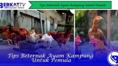 Tips Beternak Ayam Kampung Untuk Pemula
