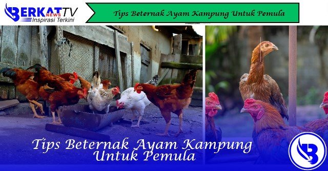 Tips Beternak Ayam Kampung Untuk Pemula