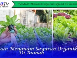 Panduan Menanam Sayuran Organik Di Rumah