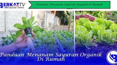 Panduan Menanam Sayuran Organik Di Rumah