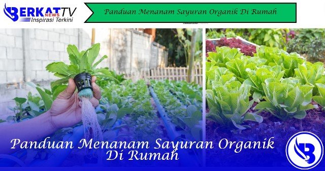 Panduan Menanam Sayuran Organik Di Rumah