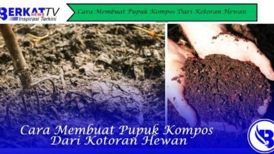 Cara Membuat Pupuk Kompos Dari Kotoran Hewan