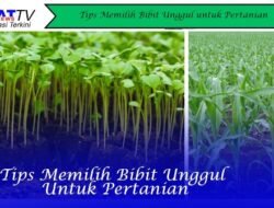 Tips Memilih Bibit Unggul untuk Pertanian