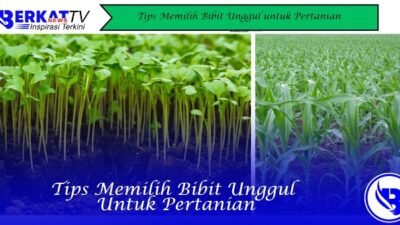 Tips Memilih Bibit Unggul untuk Pertanian