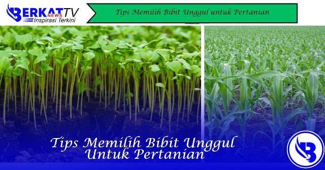 Tips Memilih Bibit Unggul untuk Pertanian