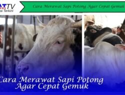 Cara Merawat Sapi Potong Agar Cepat Gemuk