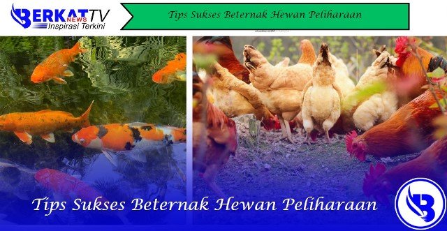 Tips Sukses Beternak Hewan Peliharaan