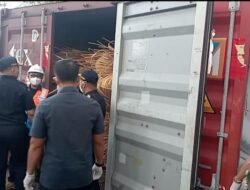 Bermoduskan Kelapa, 8 Kontainer Rotan Ilegal akan Diselundupkan ke Cina