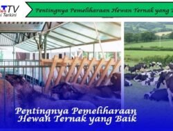 Pentingnya Pemeliharaan Hewan Ternak yang Baik