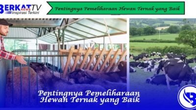 Pentingnya Pemeliharaan Hewan Ternak yang Baik