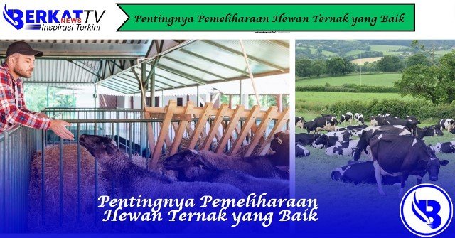 Pentingnya Pemeliharaan Hewan Ternak yang Baik