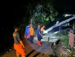 Angin Kencang Tumbangkan Pohon Besar Menimpa Tiang Listrik dan Telkom