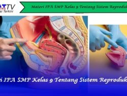 Materi IPA SMP Kelas 9 Tentang Sistem Reproduksi
