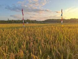 Dua Kecamatan Dapat Bantuan Optimalisasi Lahan Pertanian dari Kementan