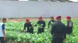 Berdayakan WBP Lapas Tanam Sayur