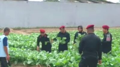 Berdayakan WBP Lapas Tanam Sayur