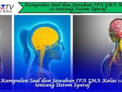 Kumpulan Soal dan Jawaban IPA SMA Kelas 10 tentang Sistem Syaraf