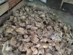 Ribuan Burung Puyuh Mati Mendadak, Peternak Rugi Puluhan Juta